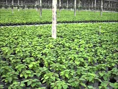 Vídeo: Creixent Abutilone I Poinsettia En Interiors
