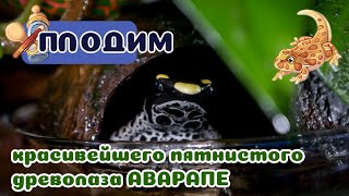 Первая кладка самого красивого Аварапе! Молодые родители древолазы. Первая кладка самого красивого Аварапе! Молодые родители древолазы.