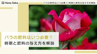 バラの肥料が必要な時期とは 与え方とおすすめ3選 Hanasaku