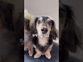 金髪を卒業した犬。#shorts