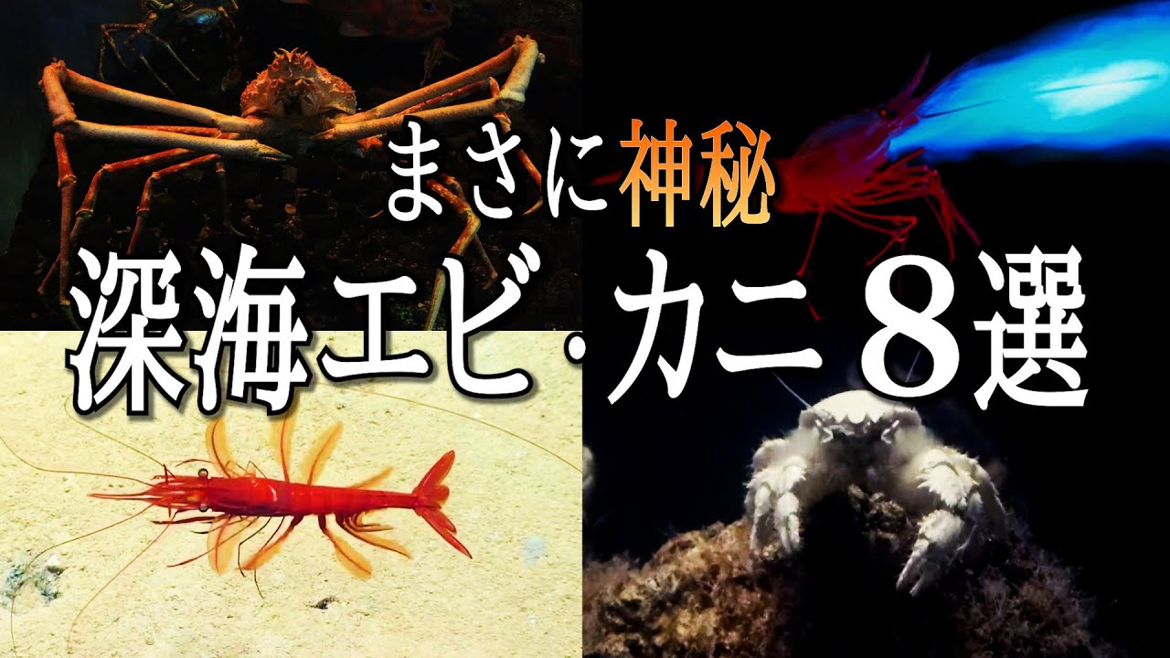 深海に棲む奇妙なエビ・カニの生態が凄すぎる！ - YouTube