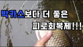 지방하천 붕어낚시(박카스보다 더좋은 피로회복제는 붕어!!!)