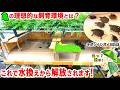 【必見】亀の飼育環境を紹介！【2026.5.29】