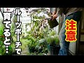 知らずにルーツポーチで育てるとこうなります　【園芸超人カーメン君】【超人的植え方】