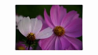 Cosmic Blooms: An Artistic Exploration of the Beauty of Cosmos Flowers