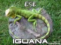 Mi Lokura - Mr Téllez (Ese Iguana)