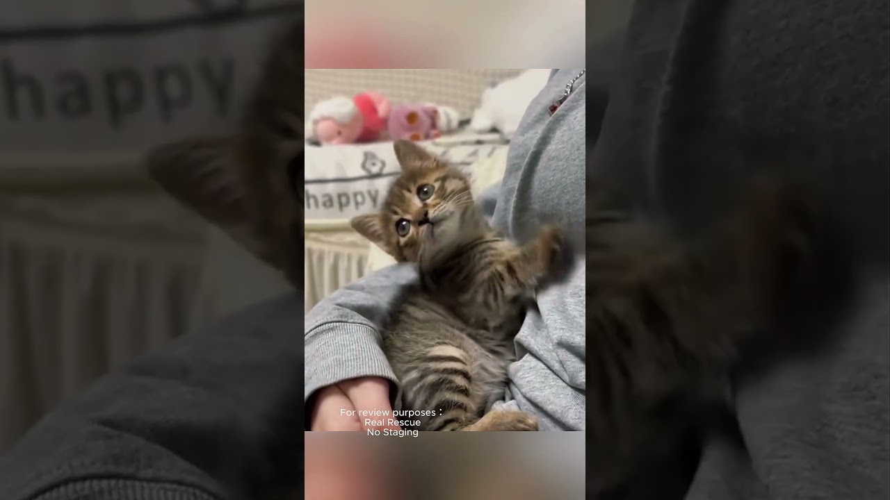 Rescuing a poor little cat and then... #coloringapp #animals #coloring #cute #arttherapy #fox