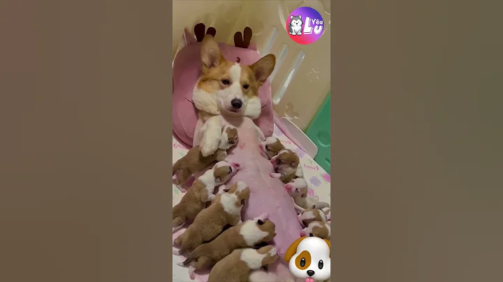 Hậu quả của việc trốn nhà đi với trai 🤣 #Shorts #Yeuluofficial #Yeulu