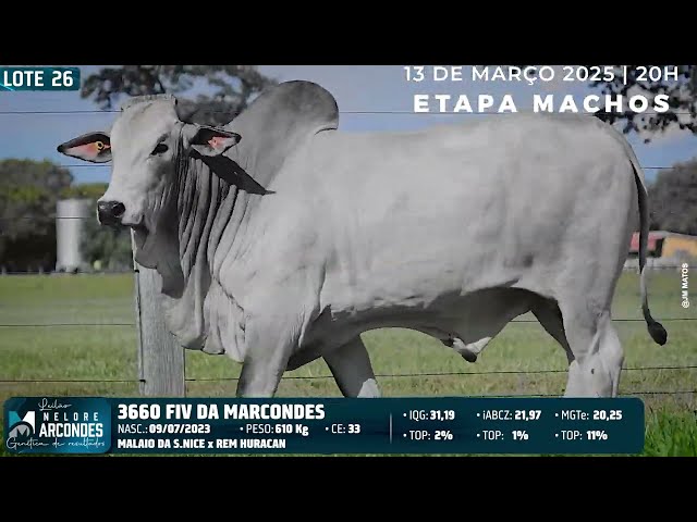 LOTE 26   MMAR 3660