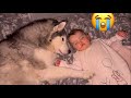 GIANT Husky Sneaks Into Bed With My Baby &amp; Falls Asleep Cuddling!!🥹💖.