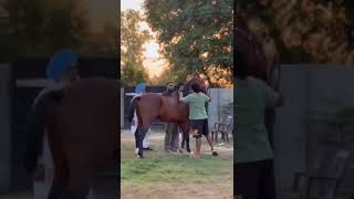 Colt Lal Raj Sire By Stallion Lal Ratan Ow. Ji Ghuman,Brother Stud Farm Sangrur Panjab 9914141195