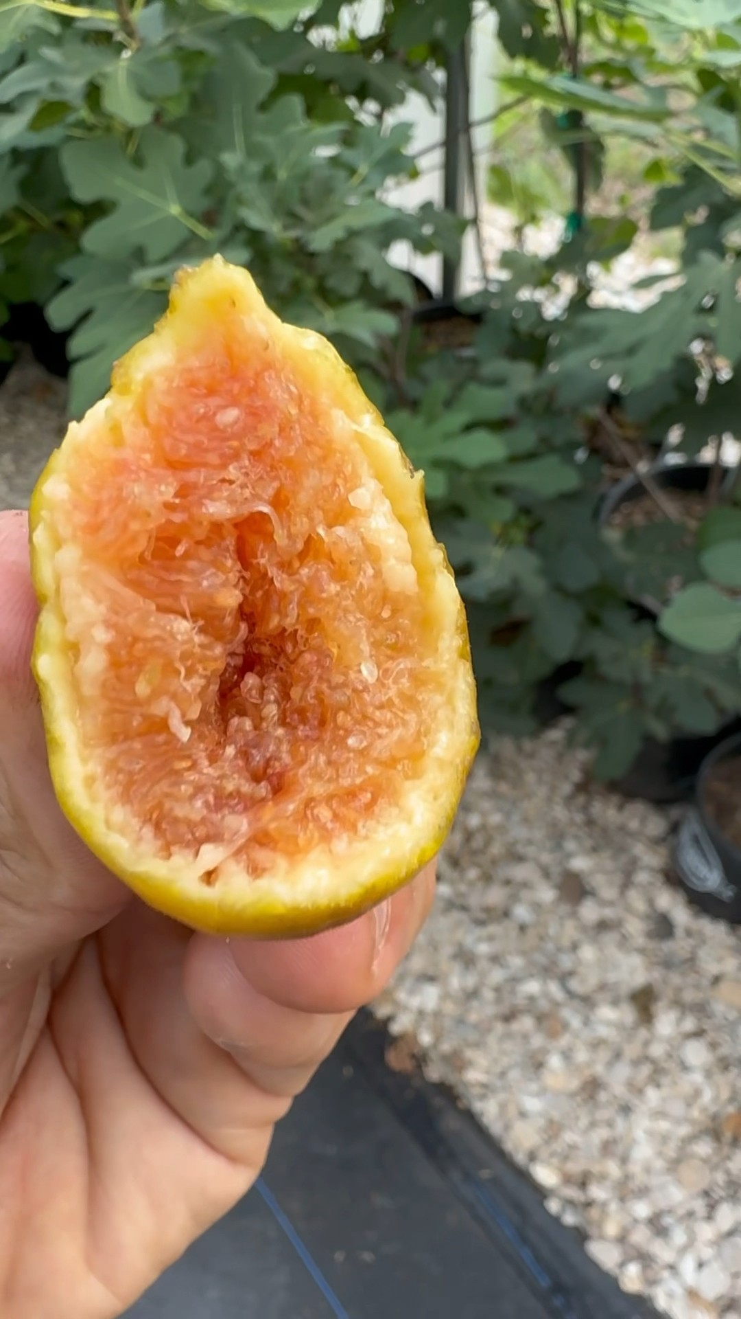 Der Grossen Feigen Graz Austria #farm #fruit #fig #farmersmarket # ...