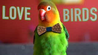 Interesting and Funny Facts about LoveBirds ❤️🦜