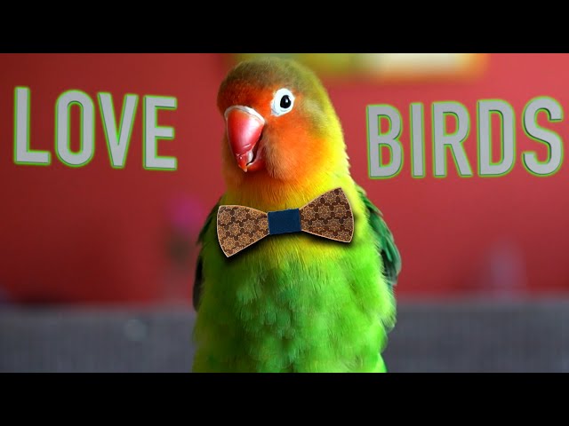 Interesting and Funny Facts about LoveBirds ❤️🦜 class=