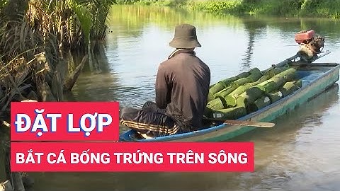Độc đáo với nghề đặt lợp bắt cá bống trứng trên sông