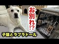 命を救った犬とお別れ、子猫トライアルへ