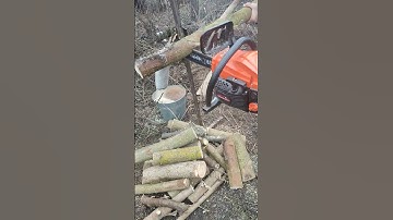 The STIHL MS 881 chainsaw is the most powerful in the world #stihl #woodworking