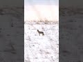 Hunting Coyotes ROLLED --IMPACT-- #coyote #coyotehunt #predatorhunting #alberta