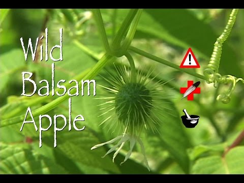 Wild Balsam Apple: Medicinal, Cautions & Other Uses