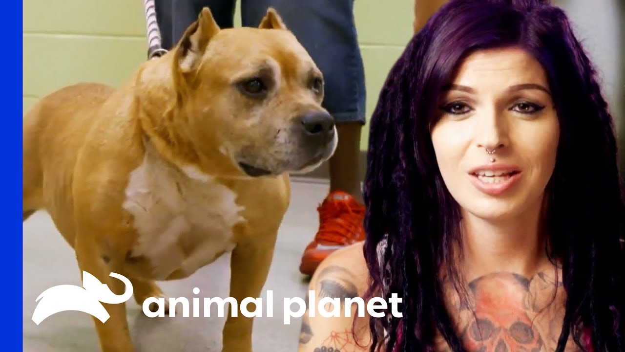 CHARACTERS - Pit bulls and Parolees