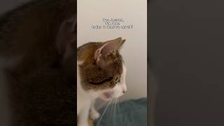 I’m a mess . Cat talk. Chit chat with cats.