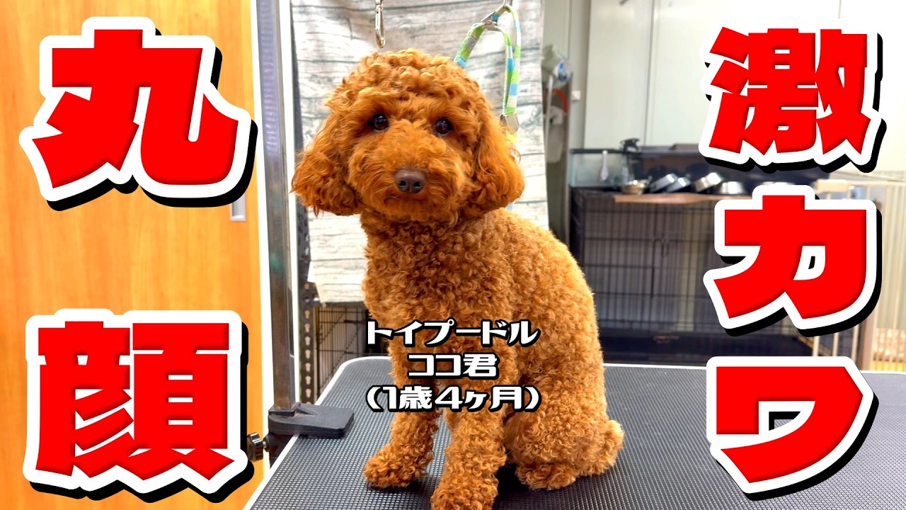 丸顔で激カワ！トイプードル・ココ君1歳4ヶ月 #toypoodle #トイプードル #トリミング