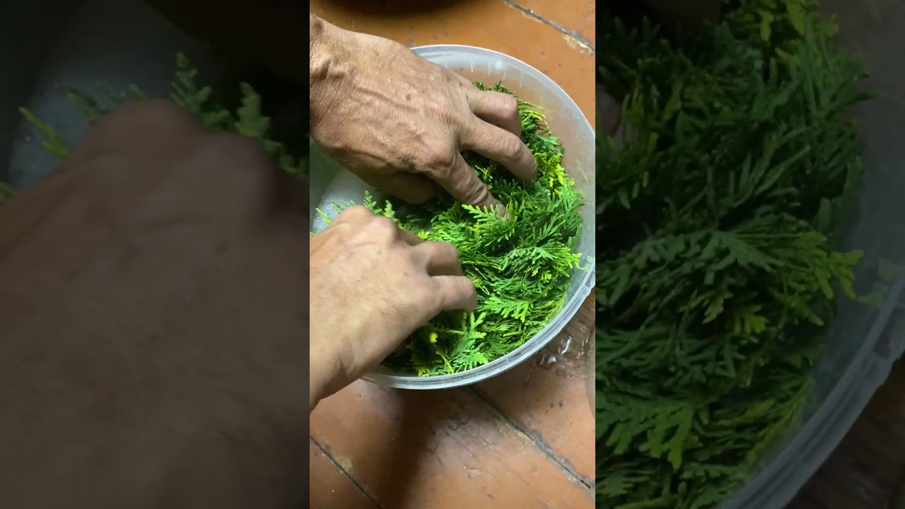 Замачиваем черенки туи в корневине.