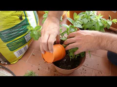 PLANTAS MEDICINALES. HIERBABUENA. Cuidados, propiedades y reproducción | Locos por la Huerta