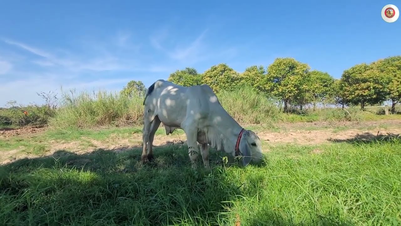 នេះហើយគោតាមជនបទ