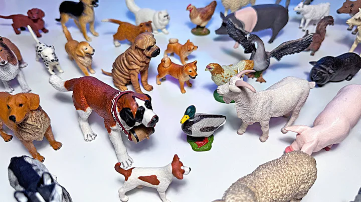 Video 5332681: tabby cat, persian cat, cat collection, farm animals