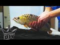 HOW TO: Aquarium fish cosmetic surgery operation TUTORIAL