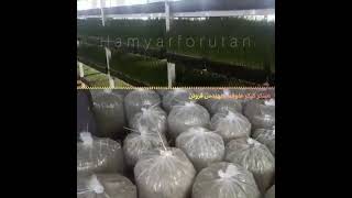 fodder hydroponic cake