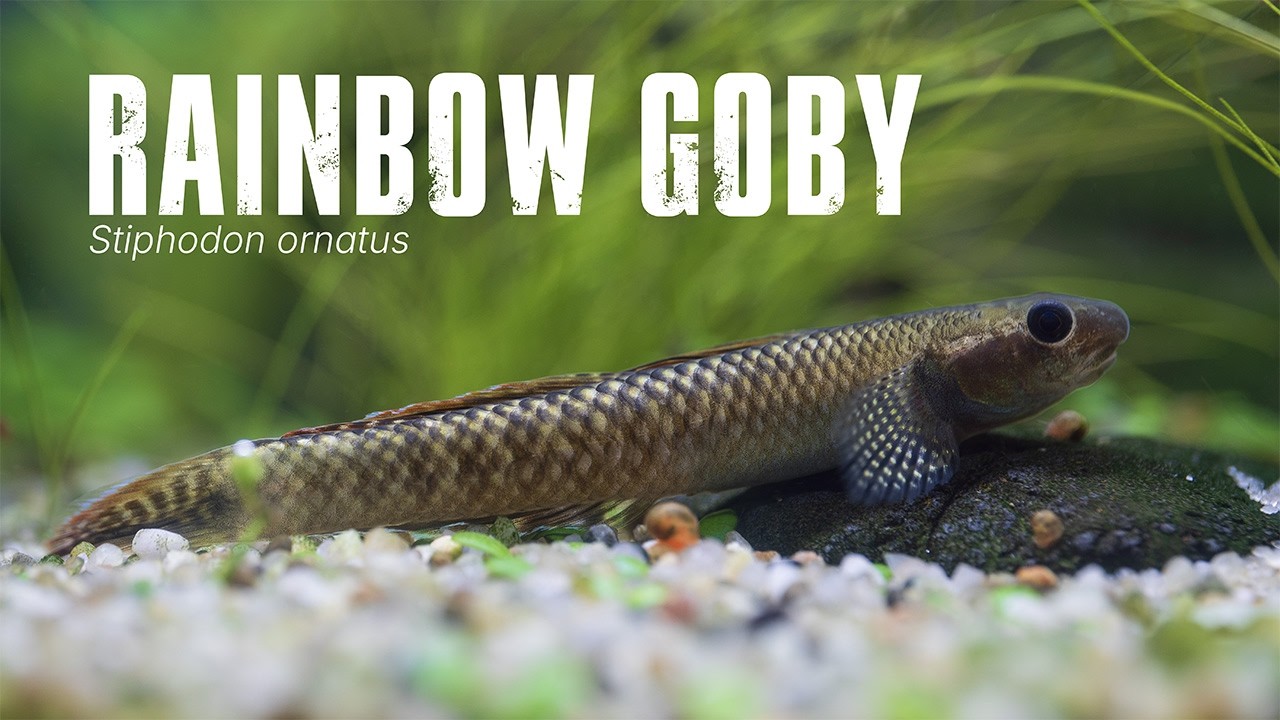 Rainbow Goby: Full Care Guide (Stiphodon ornatus)