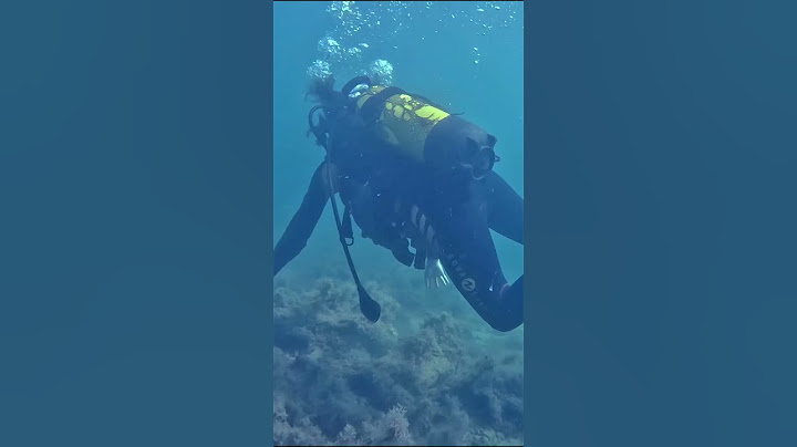 Анапа. Плезиозавры😲 в Черном море. Ящеров сняли на камеру