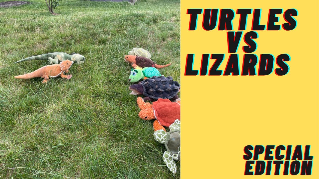 Turtles vs Lizards (special edition) - YouTube