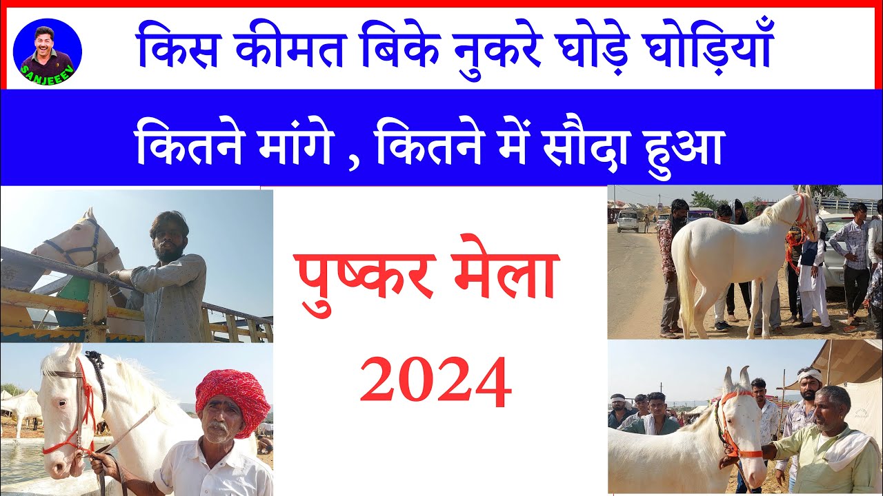 किस कीमत बिके नुकरे घोड़े घोड़ियाँ पुष्कर मेला 2024 में   Pushkar Horse Market 2024 Horse Price