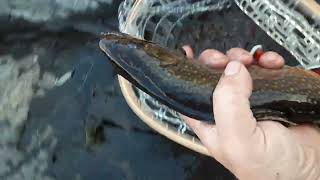Maine Fall Fly Fishing On Kennebec River Nov. 05 2022 over 30 trout caught