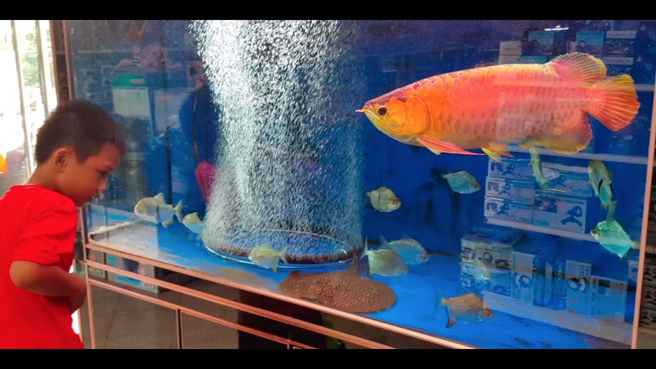 Aquazoom Aquarium - BIGGEST African Lungfish!