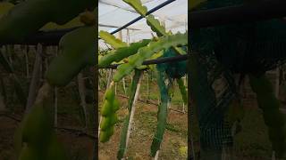#curosity #dragonfruit #garden #bottom #fiori #tips