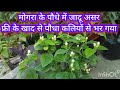मोगरा के पौधे पर फ्री के खाद का जादू #mogra plant #flowers tips #free ka powerful fertilizer 
