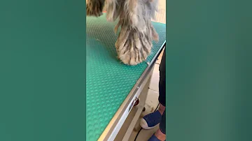 Grooming and trimming a dogs feet with Gertie the Bergamasco