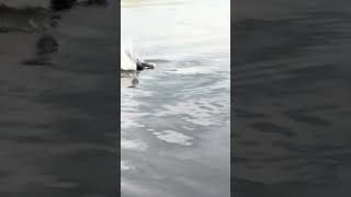 Beaver Splashes me in My Kayak