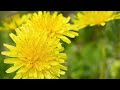 たんぽぽ 芹洋子カラオケ
