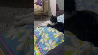 Elimçi Üçtüçte Koynuyçum
