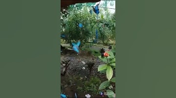سورة القارعة بصوت الشيخ ياسر الدوسري