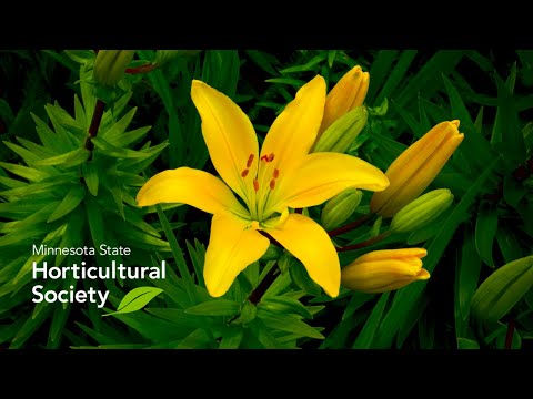 Vídeo: Turk's Cap Lily Care - Dicas para o cultivo de lírios do Turk