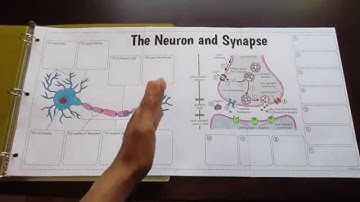 Big Neuron and Synapse Foldable by Tangstar Science
