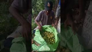 panen Matoa kampung kuansu