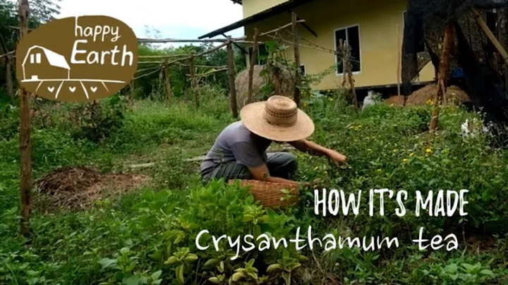 How it's made: Fresh Chrysanthemum Flower Tea - DayDayNews