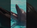 🐬 Dolphins Have Names for Each Other! 🐬 #facts #shorts #ytshort || Facts#25